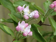 12th Apr 2024 - Apple Blossom