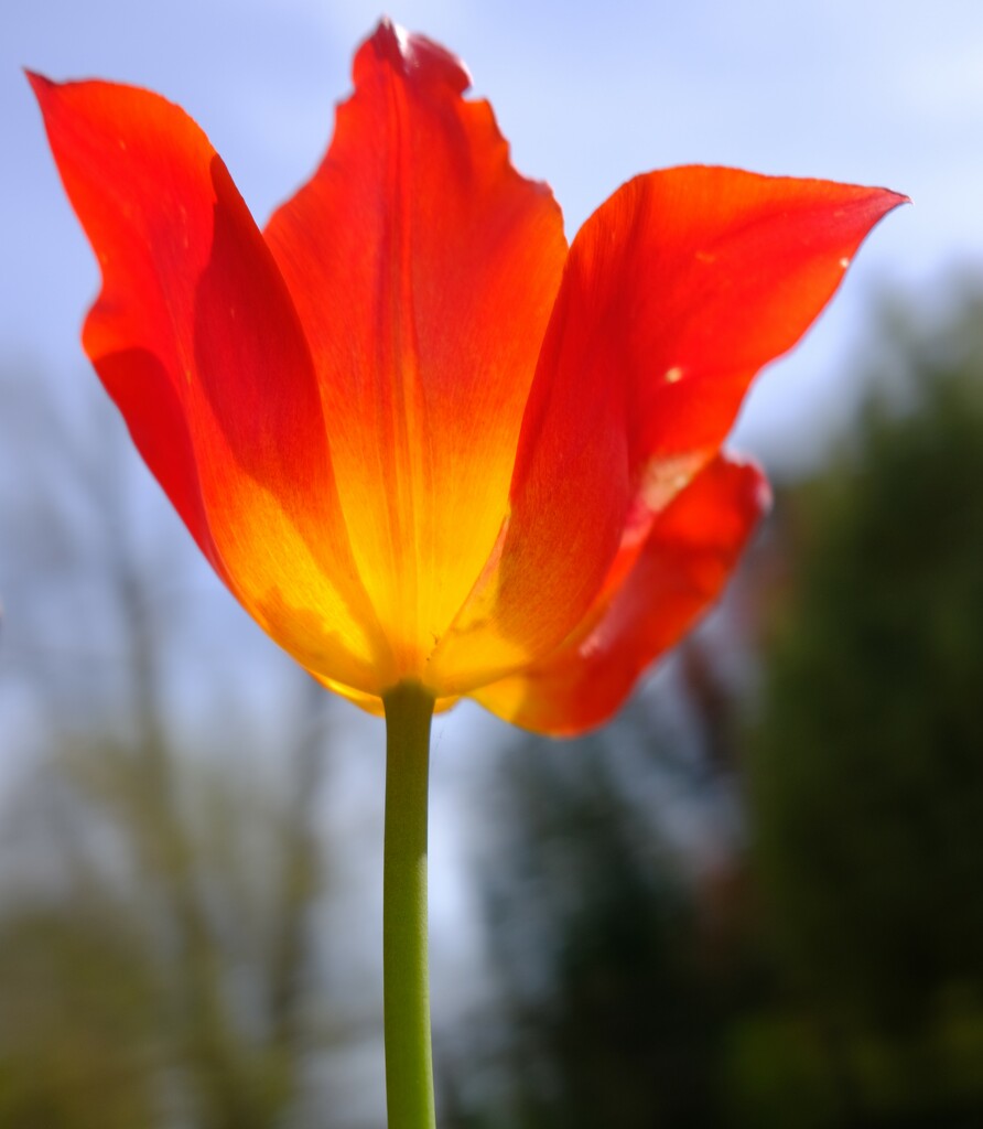Simple tulip by happyteg