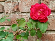10th Apr 2024 - First rose of spring 