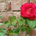 First rose of spring 