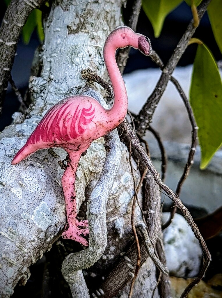 Flamingo on Ficus  by photohoot
