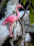 12th Apr 2024 - Flamingo on Ficus 