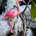 Flamingo on Ficus 