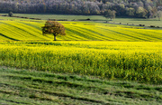 12th Apr 2024 - Landscape with oil seed rape*