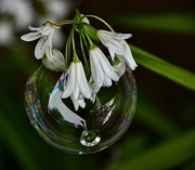 12th Apr 2024 - Blooms in a bubble.
