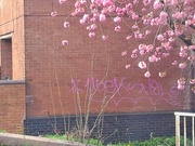 12th Apr 2024 - Day 103/366. Matching graffiti and blossom.