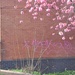 Day 103/366. Matching graffiti and blossom. by fairynormal