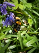 12th Apr 2024 - Bluebells and a bee