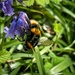 Bluebells and a bee