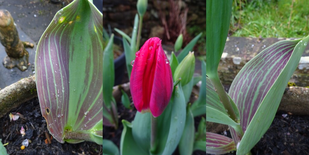 tuliptych by anniesue