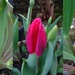 tuliptych by anniesue