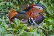 12th Apr 2024 - Mandarin Duck at Knaresborough River.