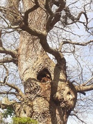 12th Apr 2024 - Home in a tree