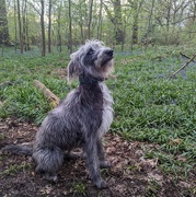 12th Apr 2024 - Dog among the bluebells