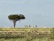 26th Sep 2023 - Iconic tree with zebra