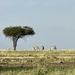 Iconic tree with zebra by cadu
