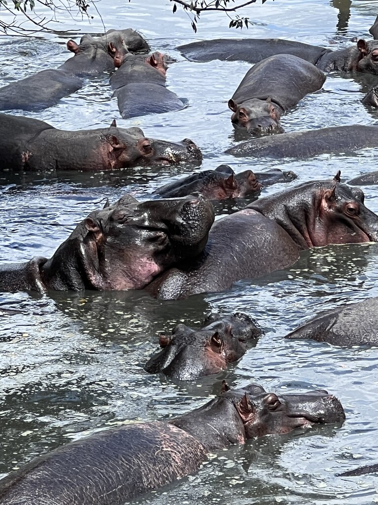 Happy hippos by cadu