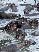 23rd Sep 2023 - Happy hippos