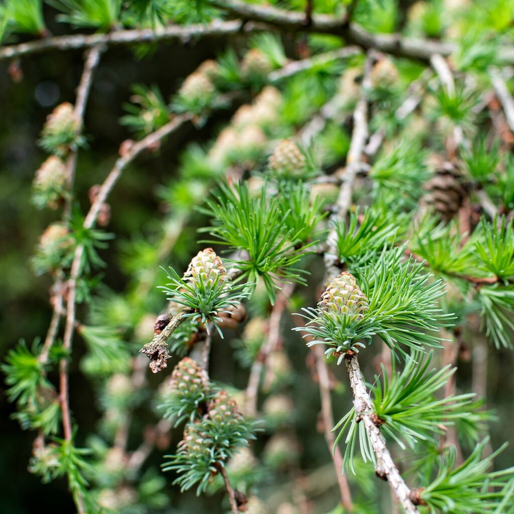 Pine Cones by anncooke76