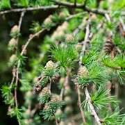 12th Apr 2024 - Pine Cones