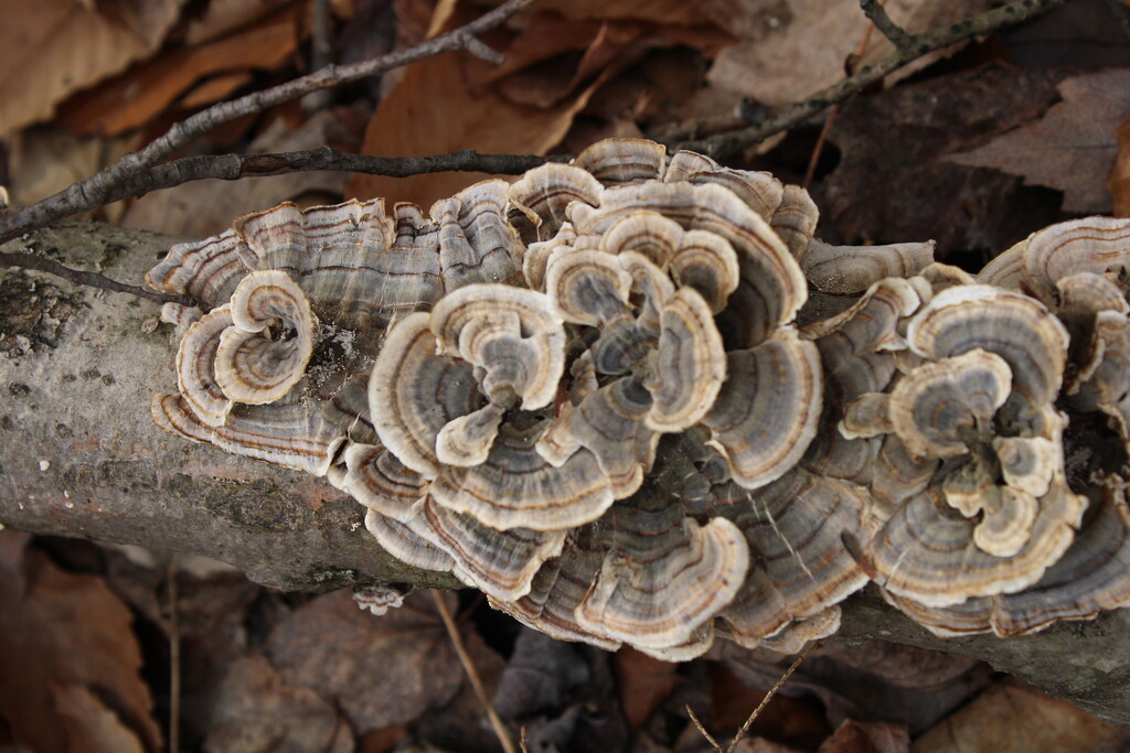 Turkey tail on a dead log by mltrotter