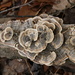 Turkey tail on a dead log by mltrotter
