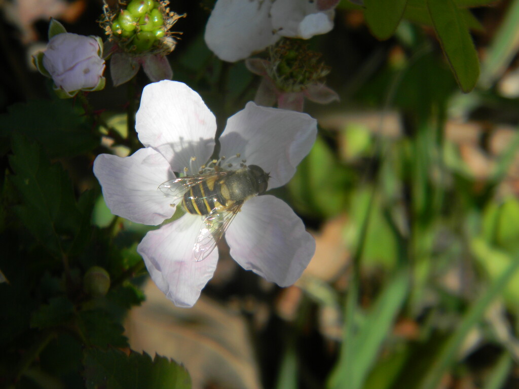 Honeybee on Flower  by sfeldphotos