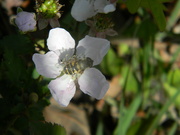 12th Apr 2024 - Honeybee on Flower 