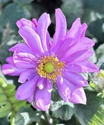 13th Apr 2024 - The name comes up saying it’s. Chinese Aster happy to be corrected 