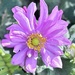 The name comes up saying it’s. Chinese Aster happy to be corrected  by Dawn