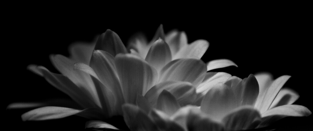 B&W Chrysanthemums by randystreat