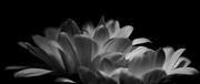 12th Apr 2024 - B&W Chrysanthemums