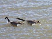 12th Apr 2024 - goose chatter
