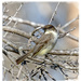 Eastern Phoebe by bluemoon