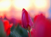 12th Apr 2024 - Sunset Tulip