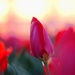 Sunset Tulip