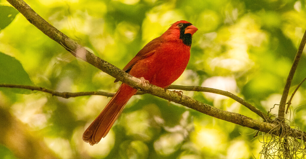Cardinal Up on the Limb! by rickster549