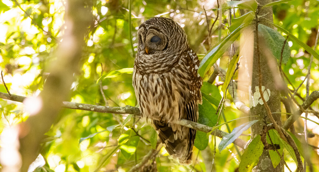 Barred Owl on the Limb! by rickster549