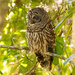 Barred Owl on the Limb! by rickster549