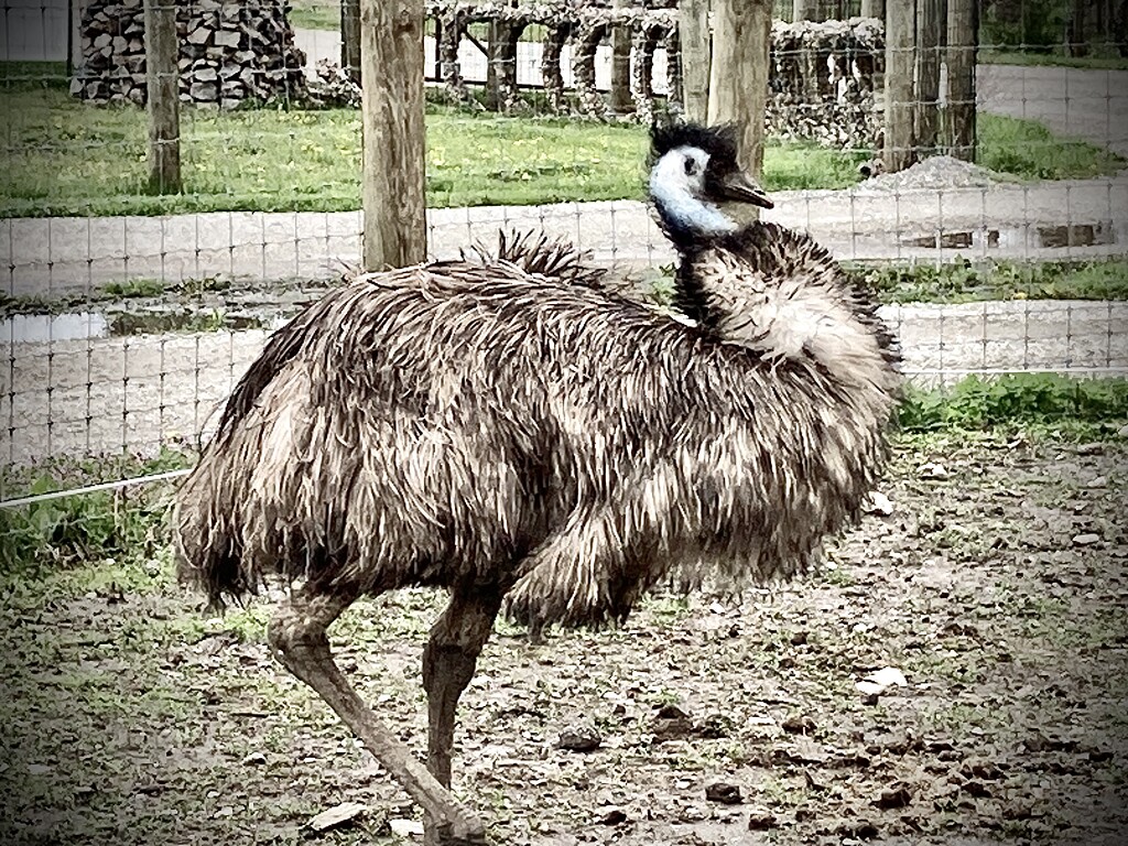 Emu by jgcapizzi