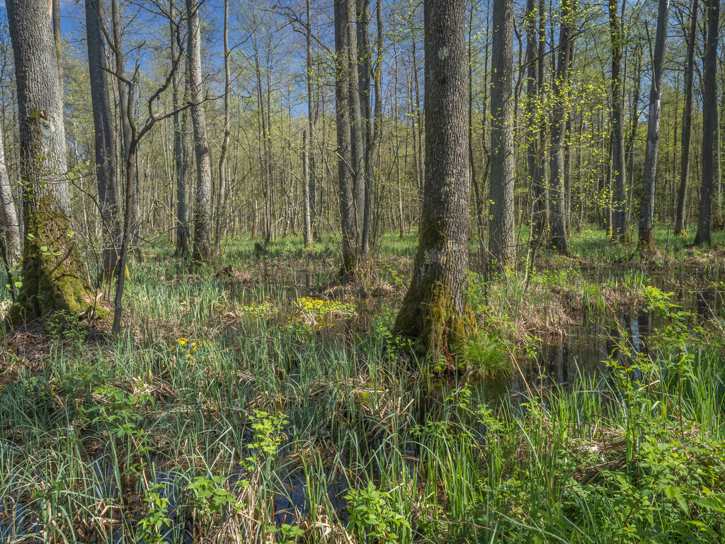 Riparian forest in spring by haskar