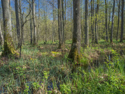 12th Apr 2024 - Riparian forest in spring