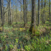 Riparian forest in spring by haskar