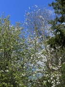 28th Mar 2024 - Blossom and sky.....