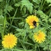 Bee on the dandelion......
