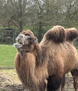 11th Apr 2024 - Can't imagine what this camel is thinking of.....