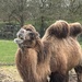Can't imagine what this camel is thinking of.....
