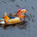Mandarin Duck - Knaresborough by lumpiniman