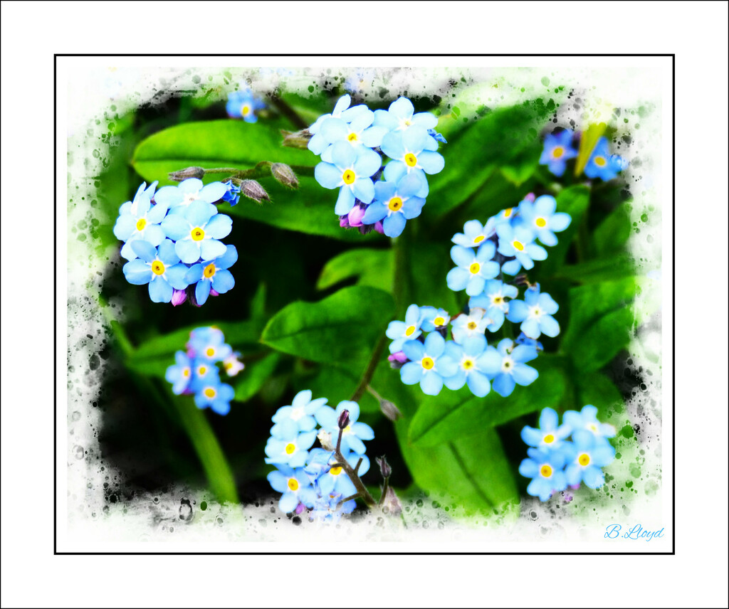 Forget-me-not. by beryl