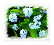 13th Apr 2024 - Forget-me-not.
